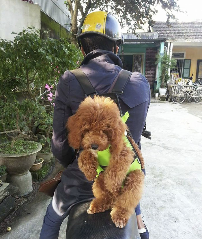 This Human Made His Dogs A Tiny Backpack So They Could Carry Their Recently Born Puppies Around