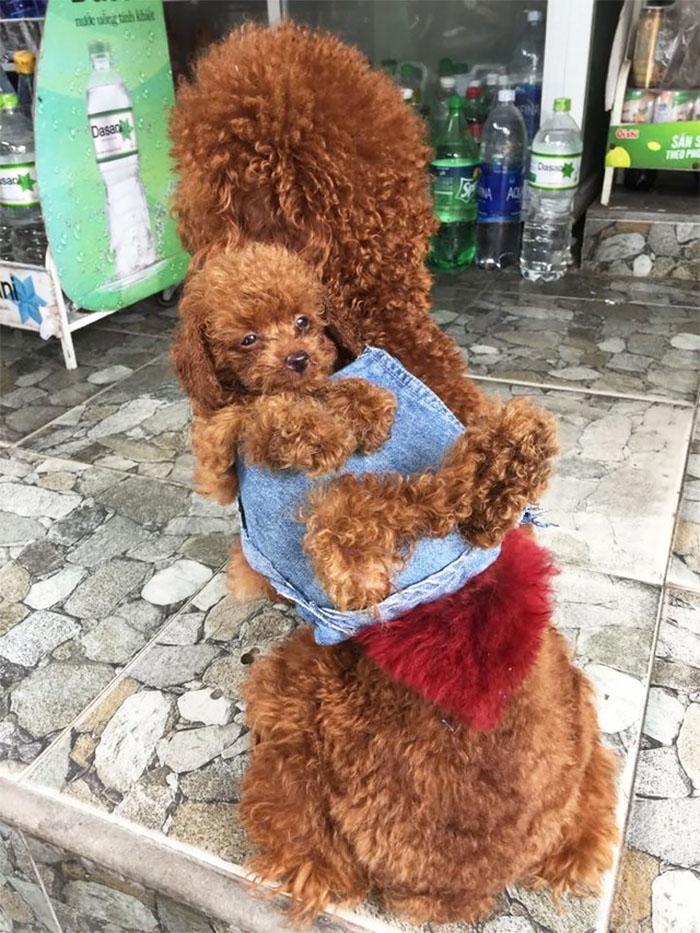 This Human Made His Dogs A Tiny Backpack So They Could Carry Their Recently Born Puppies Around