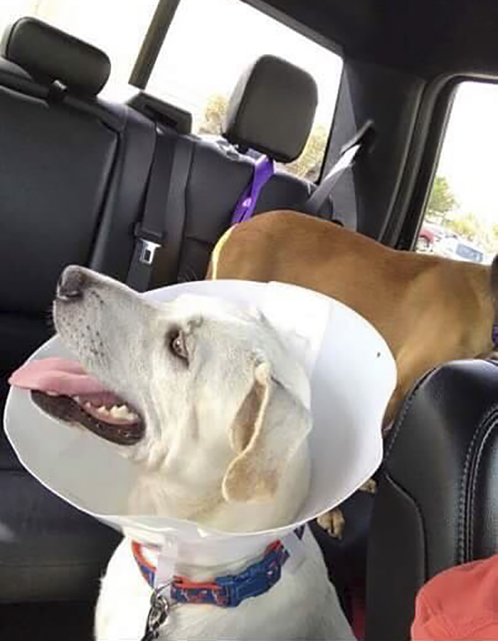 This Student Ignored All Warnings And Drove Towards A Hurricane To Save Animals On His Path