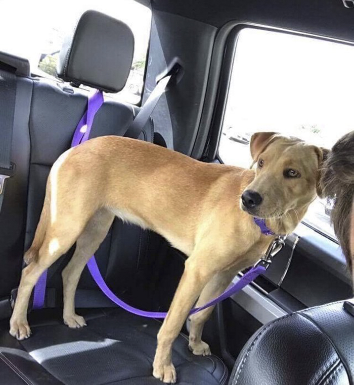 This Student Ignored All Warnings And Drove Towards A Hurricane To Save Animals On His Path