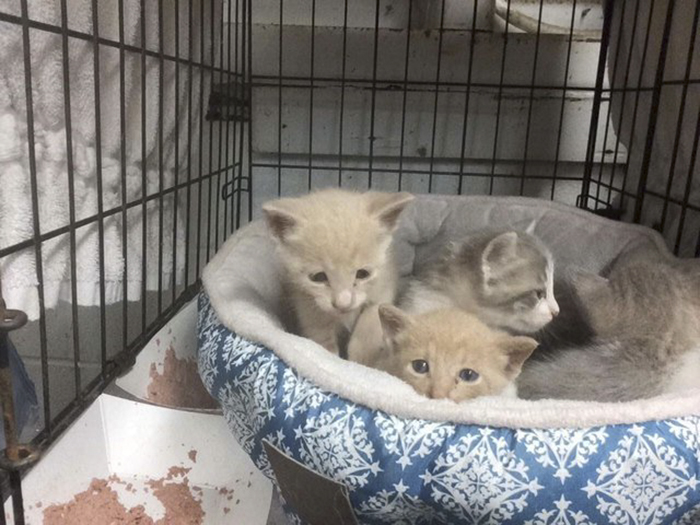 This Student Ignored All Warnings And Drove Towards A Hurricane To Save Animals On His Path