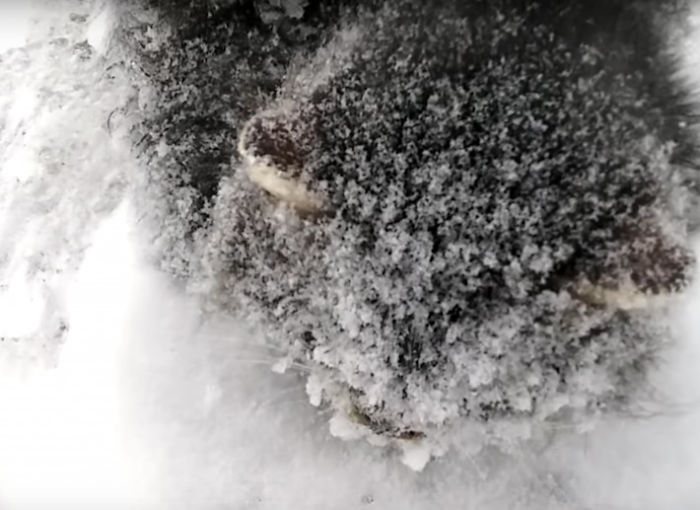 Man Stops His Car To Save Frozen Kitten Covered In Snow, And It Makes A Stunning Recovery