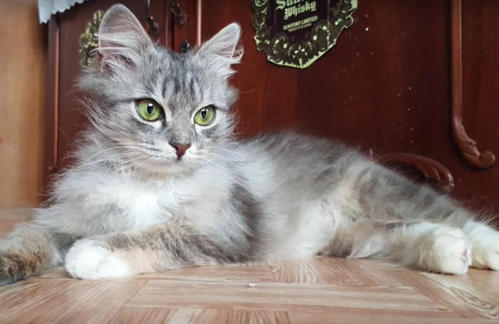 Man Stops His Car To Save Frozen Kitten Covered In Snow, And It Makes A Stunning Recovery