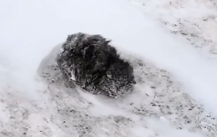 Man Stops His Car To Save Frozen Kitten Covered In Snow, And It Makes A Stunning Recovery