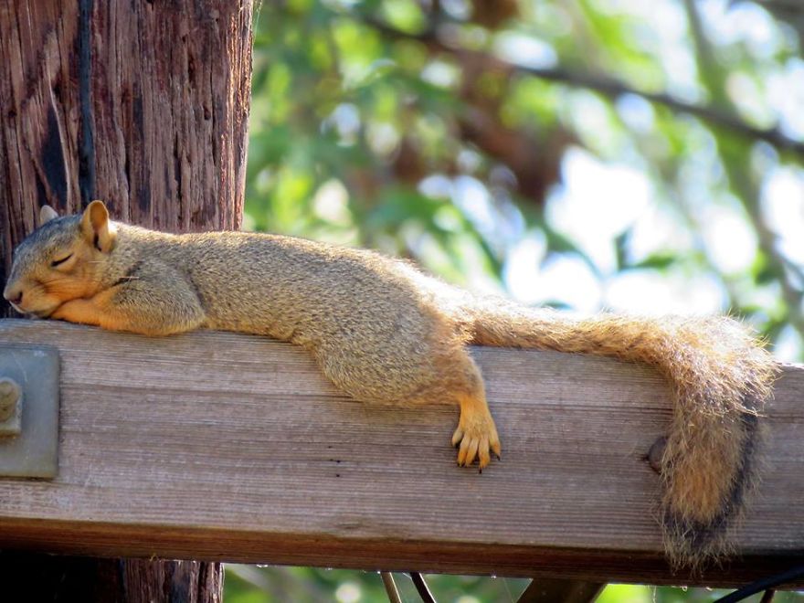 Nappy Mcnapperson Tree Squirrel.