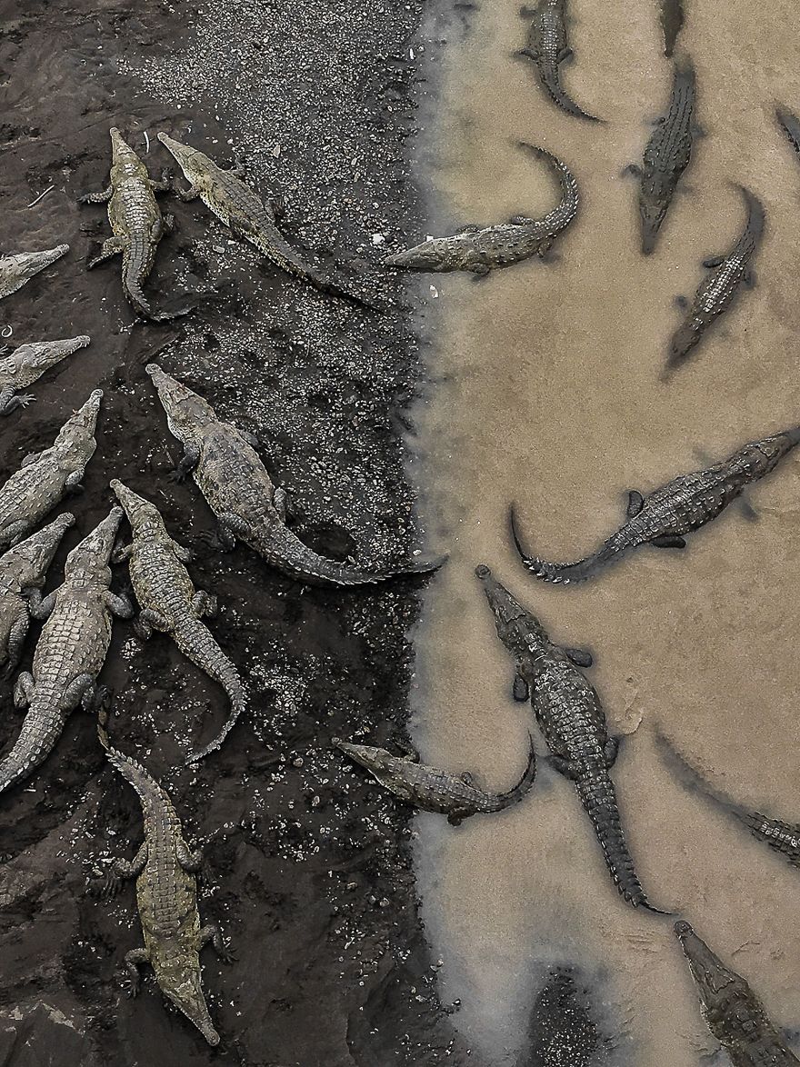 Third Place Winner, Nature: Crocodiles At Rio Tarcoles, Costa Rica