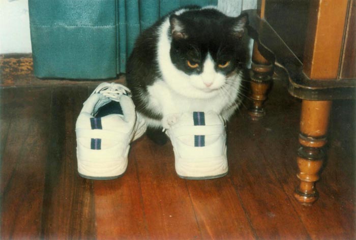 Even If The Shoe Doesn't Fit