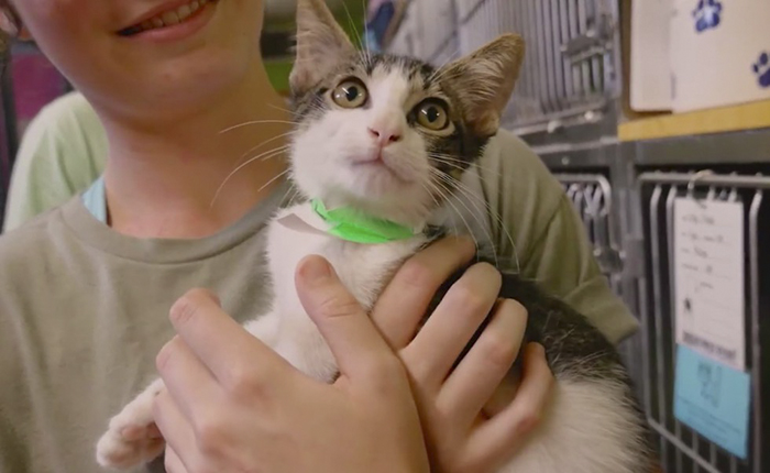 People Refuse To Leave And Stay Behind To Save Stranded Cats From Flood In Houston People Refuse To Leave And Stay Behind To Save Stranded Cats From Flood In Houston