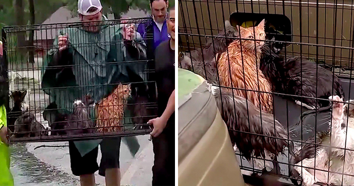 People Refuse To Leave And Stay Behind To Save Stranded Cats From Flood In Houston