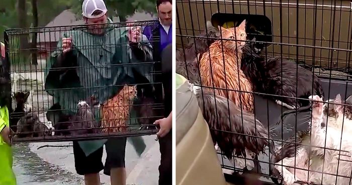People Refuse To Leave And Stay Behind To Save Stranded Cats From Flood In Houston