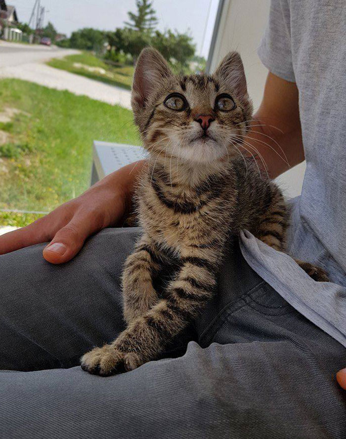 I Found A Cat. I Don't Like Cats. Now I Have A Cat I Guess