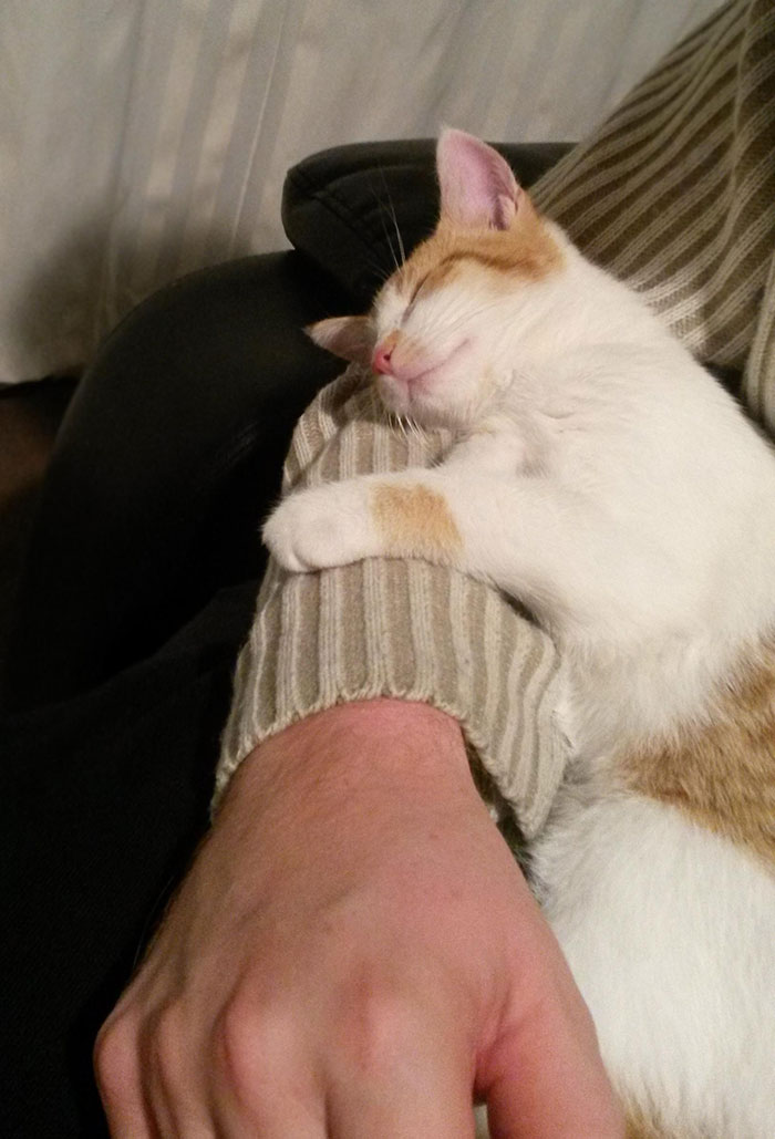 I Live Alone. Didn't Want A Pet. Workmate Suggested She Bring A Kitten Over That Needed A Home. Been Together A Year Now