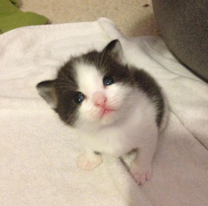 At First I Didn't Want To Have To Take Care Of Kittens. Then This Happened