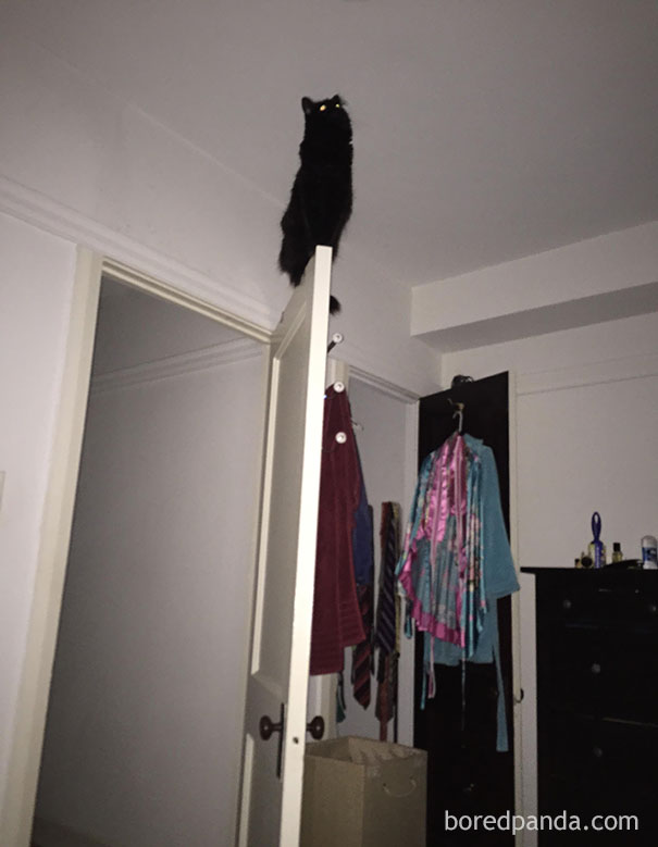 I Woke Up In The Middle Of The Night To My Cat Singing Me The Song Of His People