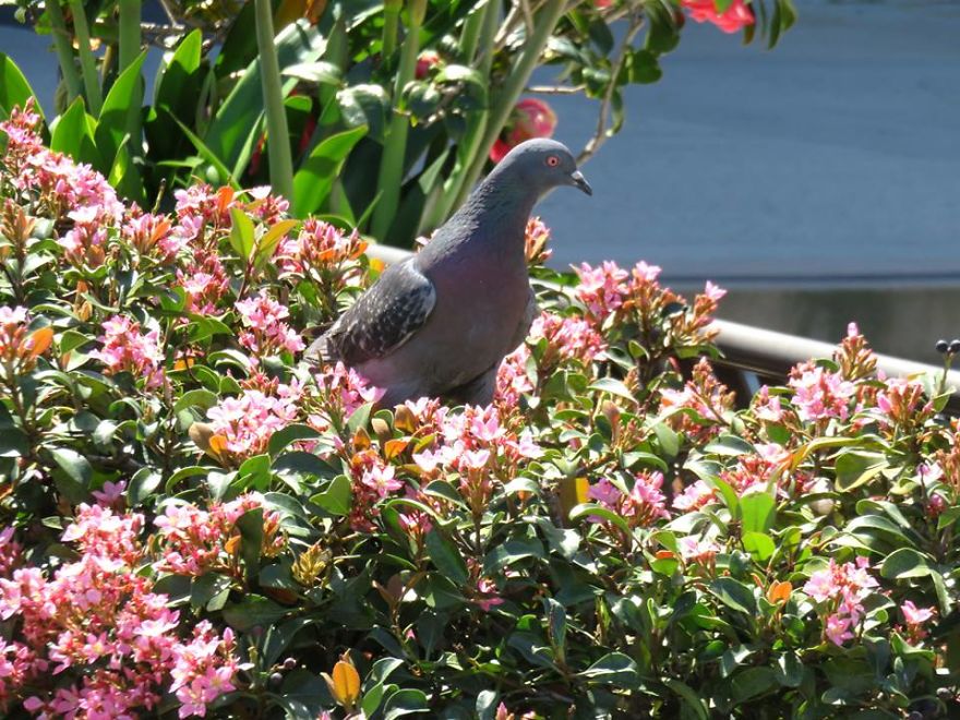 Just An Ordinary Pigeon...looking Spectacular!