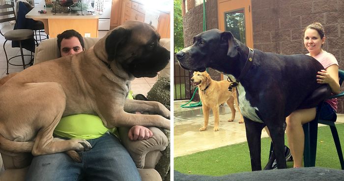 Post Pictures Of LARGE Dogs That Still Think They’re Lap Dogs