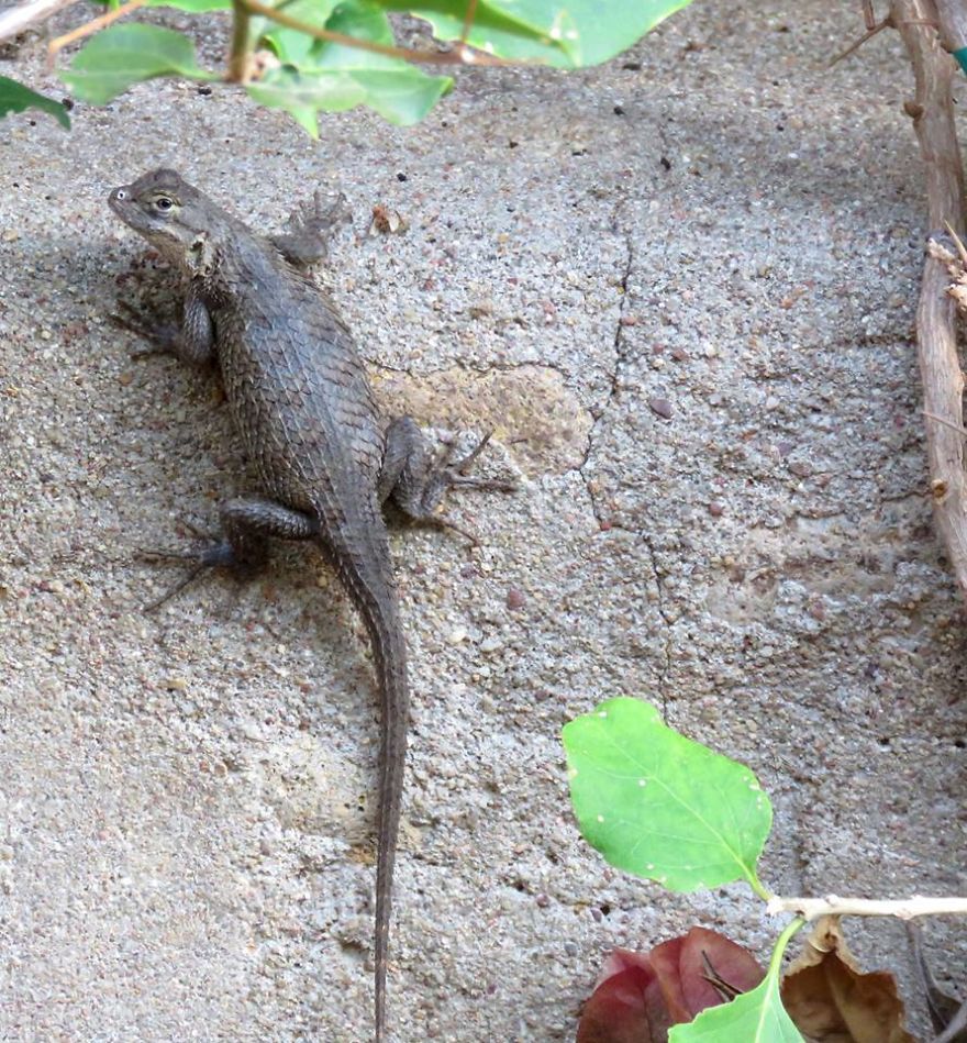 Very Pregnant Western Fence Lizard.