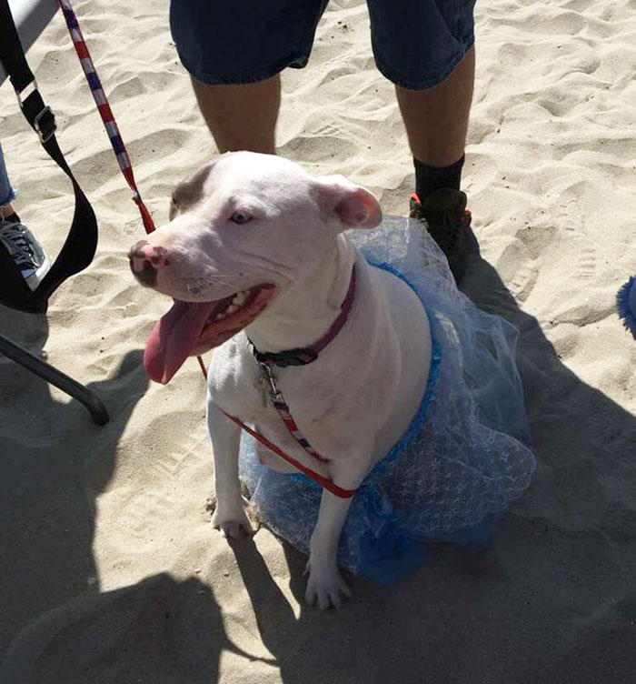 Pregnant Doggo Gets Her Very Own Baby Shower, And Twitter Just Can't Handle It Pregnant Doggo Gets Her Very Own Baby Shower, And Twitter Just Can't Handle It
