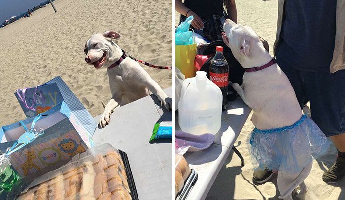 Pregnant Doggo Gets Her Very Own Baby Shower, And Twitter Just Can’t Handle It