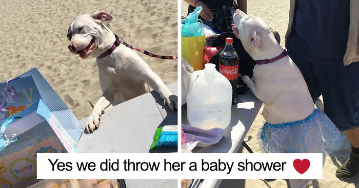 Pregnant Doggo Gets Her Very Own Baby Shower, And Twitter Just Can’t Handle It