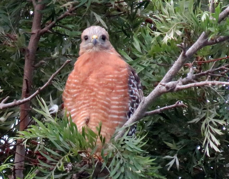 Neighborhood Red-shouldered Hawk Keeping An Eye On Me.