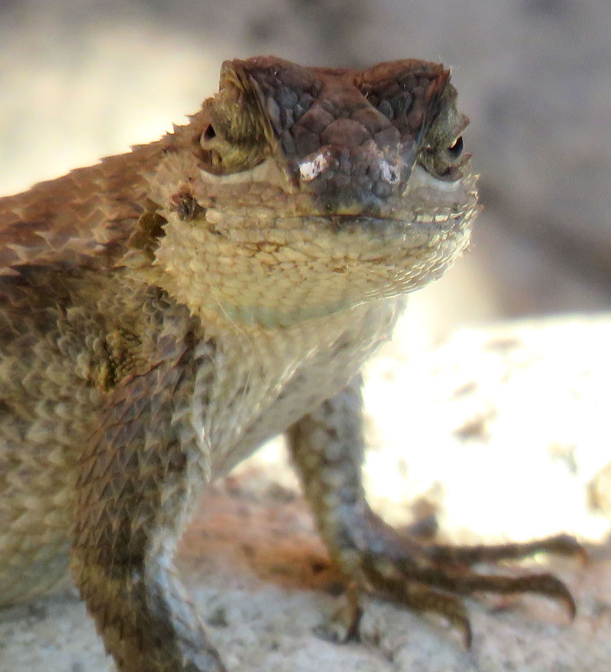 Western Fence Lizard Exuding Salt Through Its Nose.