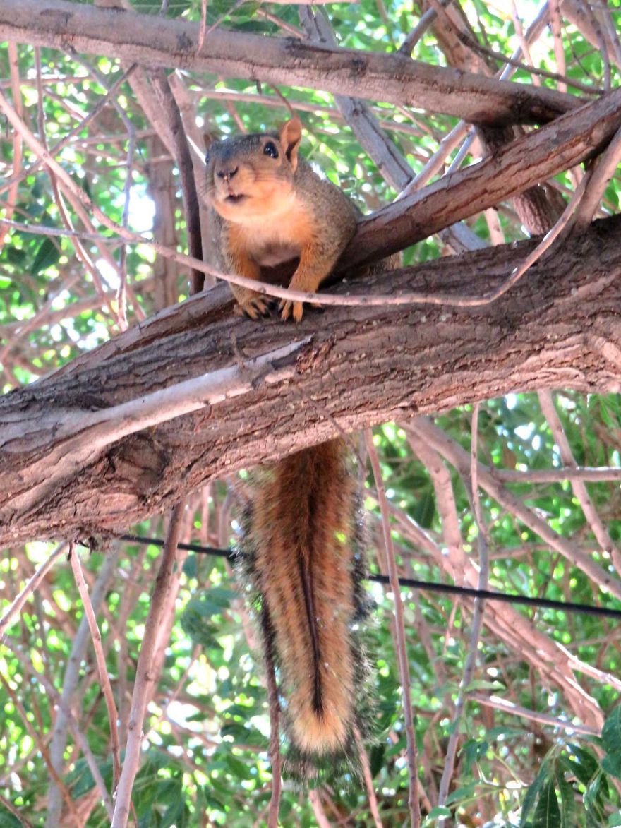 Easy, Breezy, Beautiful Cover Squirrel.