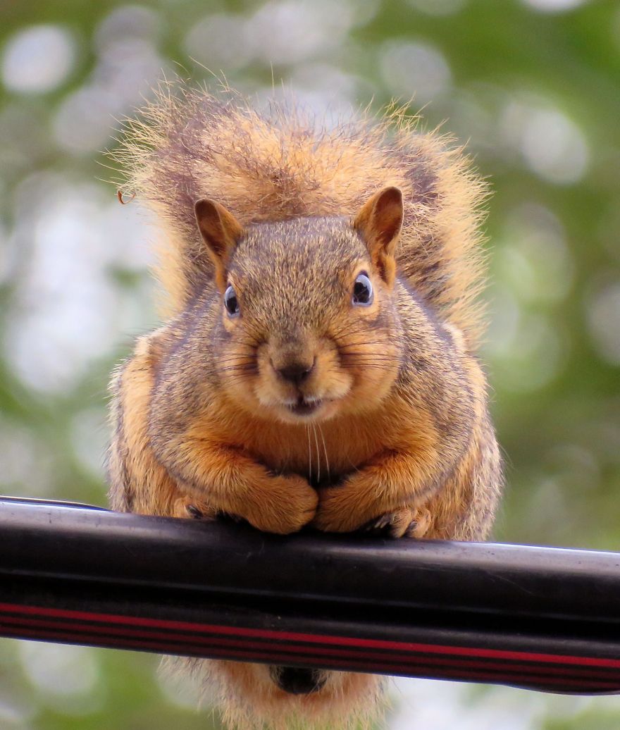 You Looking At Me??? Tree Squirrel.