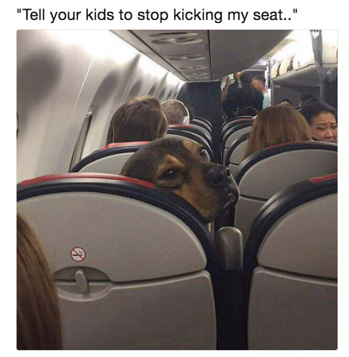 5 Doggos Who Are Hilariously Misunderstood