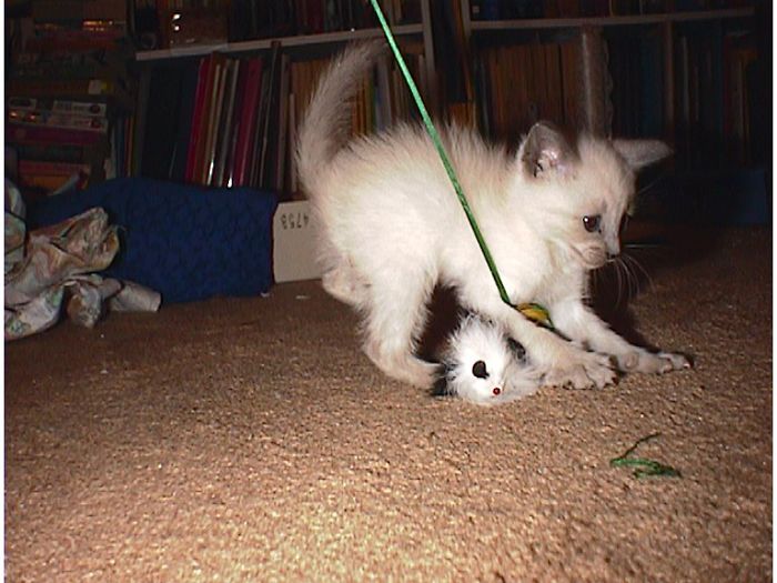 Buffy The Litterbox Slayer On Her First Night With Us....she's About 8 Weeks Old Here.