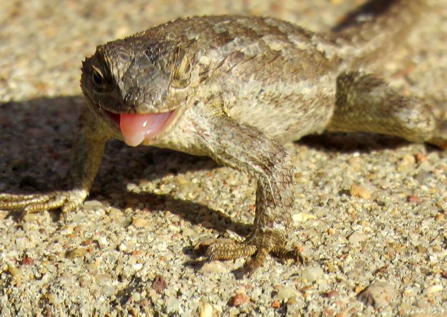 Western Fence Lizard...blech!