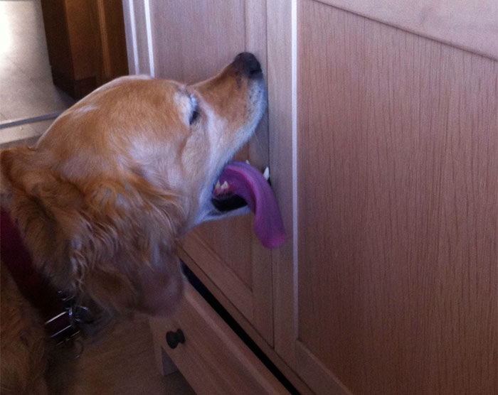 Este perro lamía la puerta delantera cuando quería salir, pero luego sus dueños se mudaron y todo se volvió tan confuso como gracioso