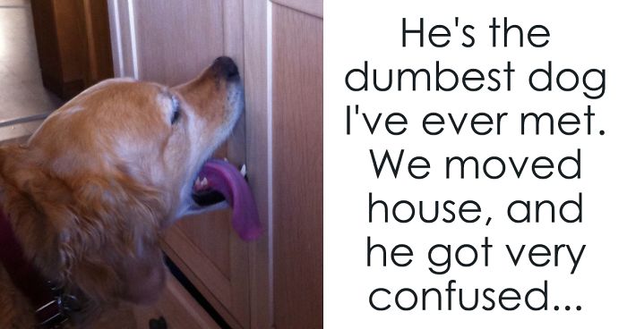 Dog Licks Front Door When He Wants To Go Out But Then Owners Move And Things Get Hilarious