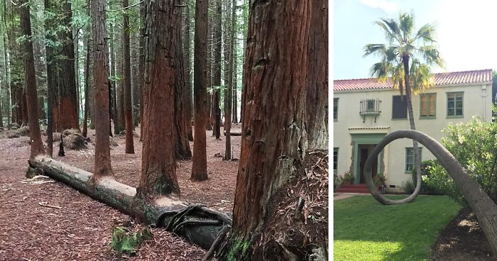 84 Badass Trees That Refuse To Die No Matter What