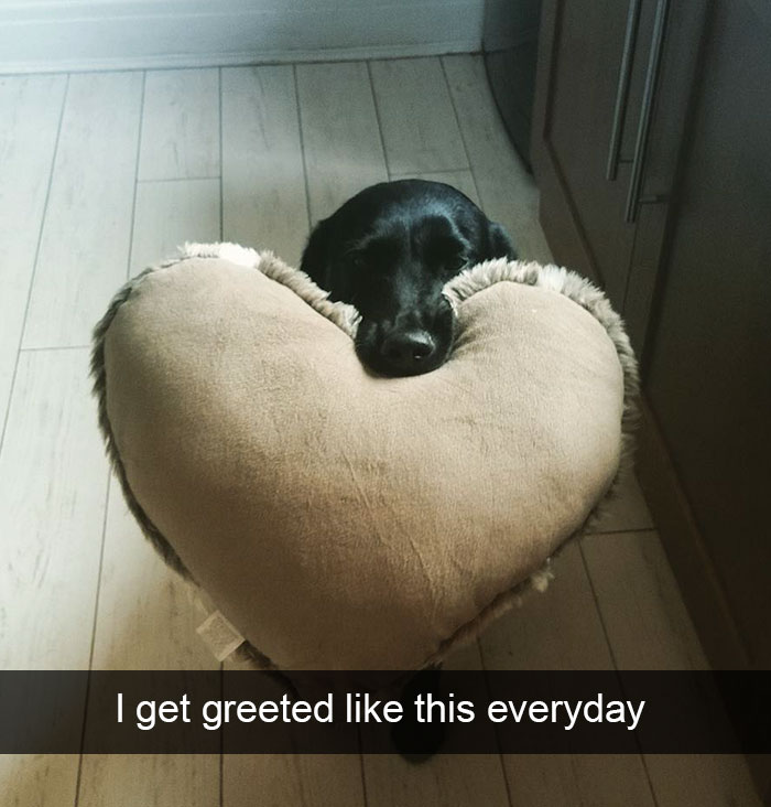 Dog-snapchats