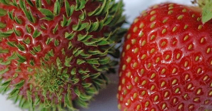 18 Terrifying Pics Show What Happens When Fruits And Veggies Start Sprouting Early