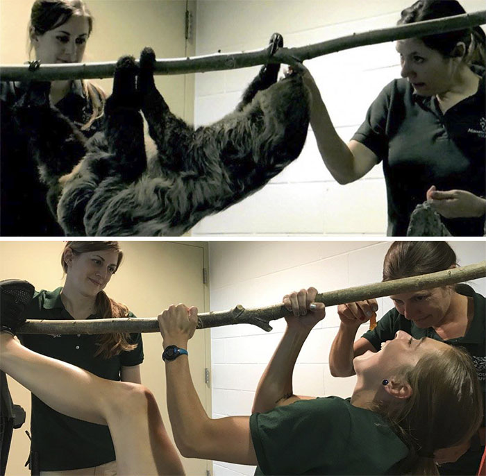 Zookeepers As Animals