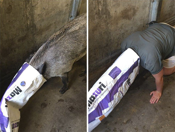 Zookeepers As Animals