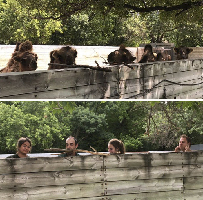 Zookeepers As Animals