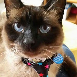 marjoboonman1986 avatar