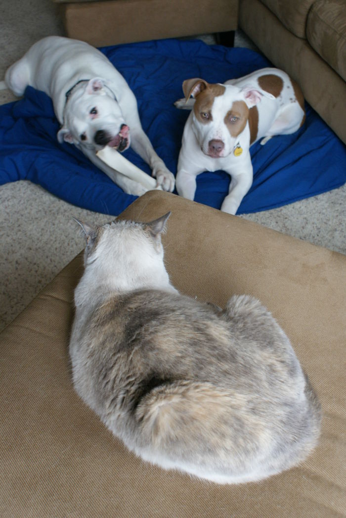 They Know Who's The Boss.