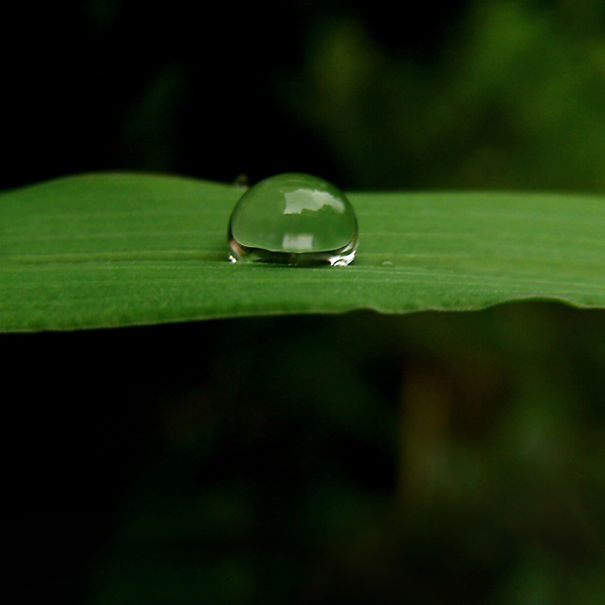 This Hack Lets You Take Amazing Macro Photos With Any Smartphone This Hack Lets You Take Amazing Macro Photos With Any Smartphone