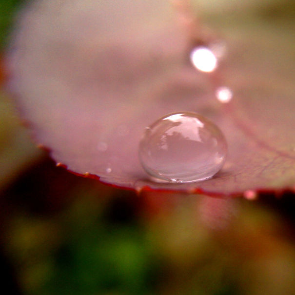 This Hack Lets You Take Amazing Macro Photos With Any Smartphone This Hack Lets You Take Amazing Macro Photos With Any Smartphone