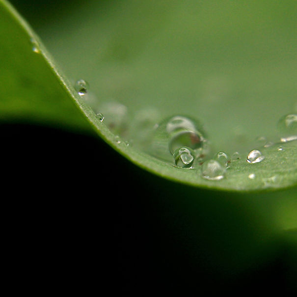 This Hack Lets You Take Amazing Macro Photos With Any Smartphone