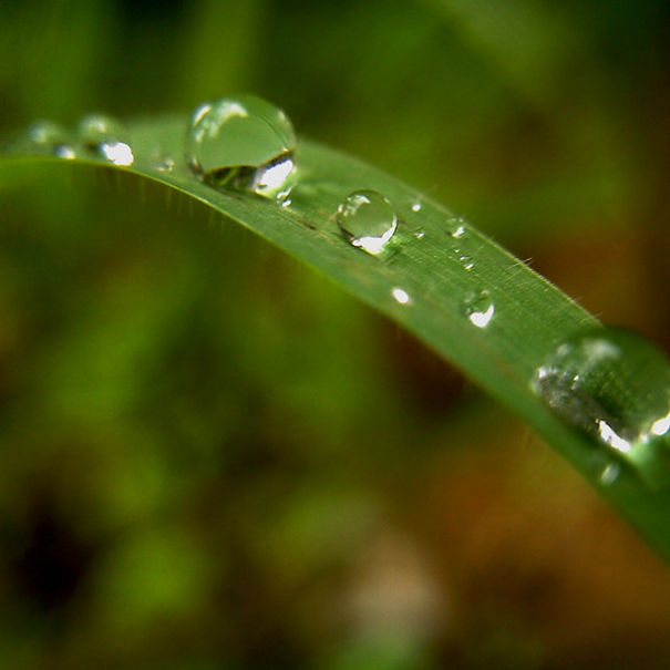 This Hack Lets You Take Amazing Macro Photos With Any Smartphone This Hack Lets You Take Amazing Macro Photos With Any Smartphone