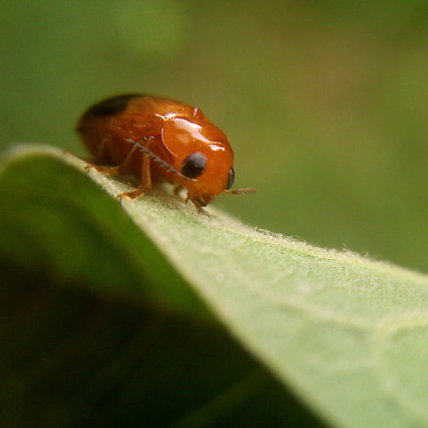 This Hack Lets You Take Amazing Macro Photos With Any Smartphone This Hack Lets You Take Amazing Macro Photos With Any Smartphone