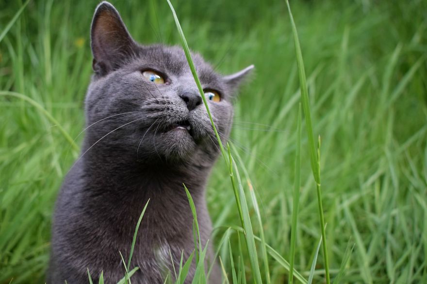 Discover The Best Toy For Cats. They Go Crazy With It!