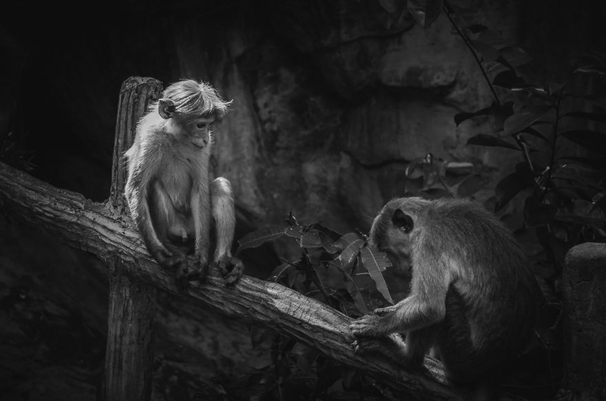 I Took This Series Of Makaka Portraits During My Trip In Sri Lanka