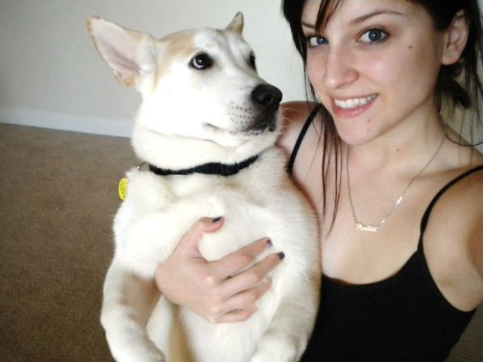 Corgi-Husky Adopted In 2010