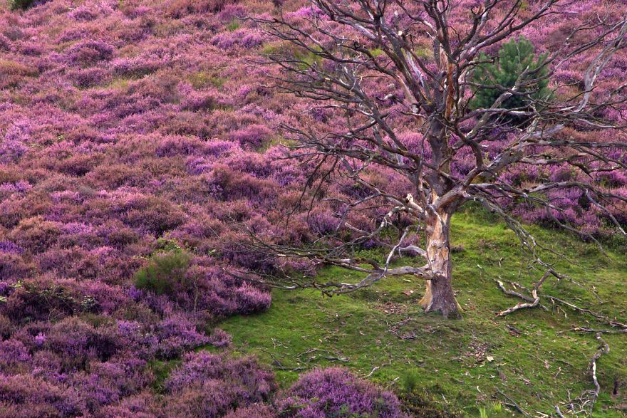 I Want To Show The Beauty Of The Veluwe....